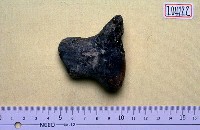 藏品(早坂犀.肋骨頭(模))的圖片